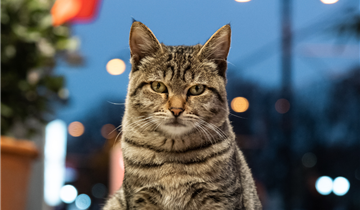 Zwerfkatten